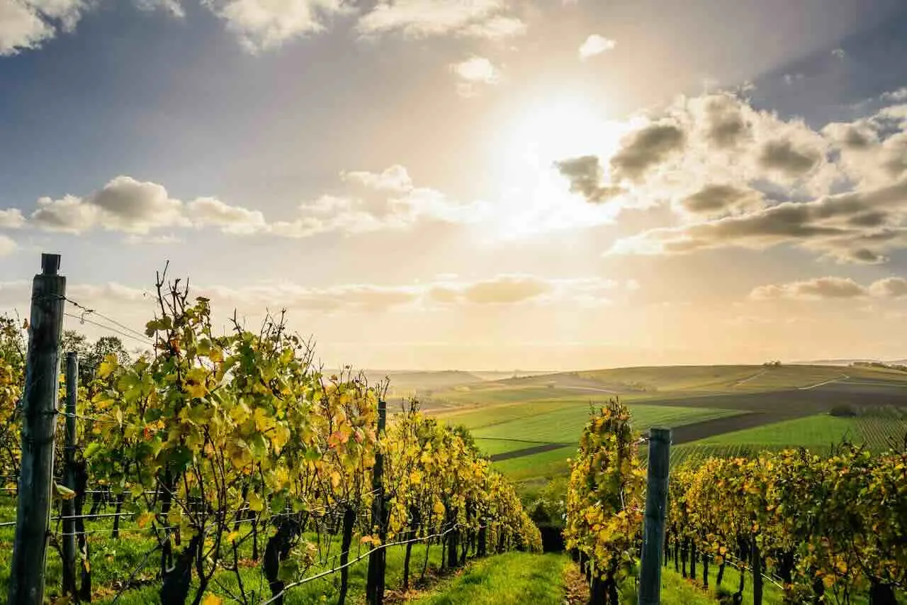 Amarone: Italiens eksklusive vinskat